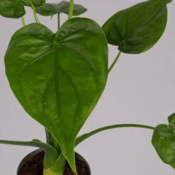 Alocasia 'Cucullata', Topf-Ø 17 Cm, Höhe Ca. 65 Cm -Madison Verkäufe 0220110083 Alocasia Cucullata 1