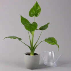 Alocasia 'Cucullata', Topf-Ø 17 Cm, Höhe Ca. 65 Cm -Madison Verkäufe 0220110083 Alocasia Cucullata 22