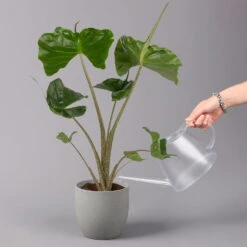 Alocasia Macrorrhiza 'Stingray', Topf-Ø 17 Cm, Höhe Ca. 60 Cm -Madison Verkäufe 0220110085 Alocasia Macror Stingray 1 1