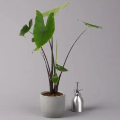 Alocasia Zebrina 'Black Stem', Topf-Ø 14 Cm, Höhe Ca. 45 Cm