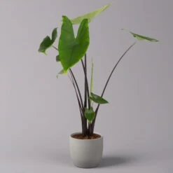 Alocasia Zebrina 'Black Stem', Topf-Ø 14 Cm, Höhe Ca. 45 Cm -Madison Verkäufe 0220110103 Alocasia Black Zebrina 22