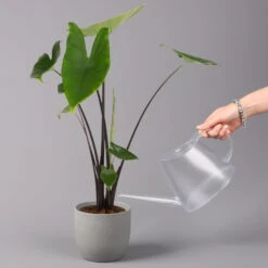 Alocasia Zebrina 'Black Stem', Topf-Ø 14 Cm, Höhe Ca. 45 Cm -Madison Verkäufe 0220110103 Alocasia Black Zebrina 23