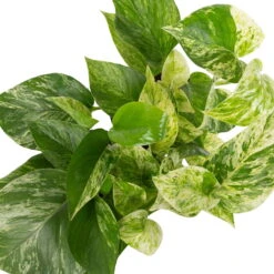 Grünpflanzen Trend-Mix, Hängend Bis Kletternd, Topf 12 Cm Ø -Madison Verkäufe 0220150063