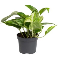 Grünpflanzen Trend-Mix, Hängend Bis Kletternd, Topf 12 Cm Ø -Madison Verkäufe 0220150063 1