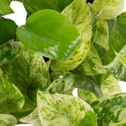 Grünpflanzen Trend-Mix, Hängend Bis Kletternd, Topf 12 Cm Ø -Madison Verkäufe 0220150063 1 1