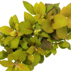 Grünpflanzen Trend-Mix, Hängend Bis Kletternd, Topf 12 Cm Ø -Madison Verkäufe 0220150063 3