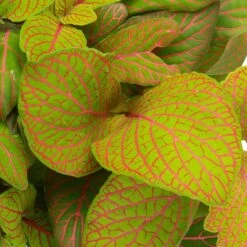 Grünpflanzen Trend-Mix, Hängend Bis Kletternd, Topf 12 Cm Ø -Madison Verkäufe 0220150063 3 1