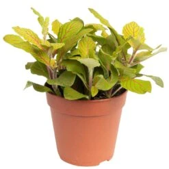 Grünpflanzen Trend-Mix, Hängend Bis Kletternd, Topf 12 Cm Ø -Madison Verkäufe 0220150063 4