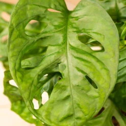 Grünpflanzen Trend-Mix, Hängend Bis Kletternd, Topf 12 Cm Ø -Madison Verkäufe 0220150063 6