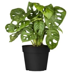 Grünpflanzen Trend-Mix, Hängend Bis Kletternd, Topf 12 Cm Ø -Madison Verkäufe 0220150063 7