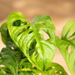 Grünpflanzen Trend-Mix, Hängend Bis Kletternd, Topf 12 Cm Ø -Madison Verkäufe 0220150063 8