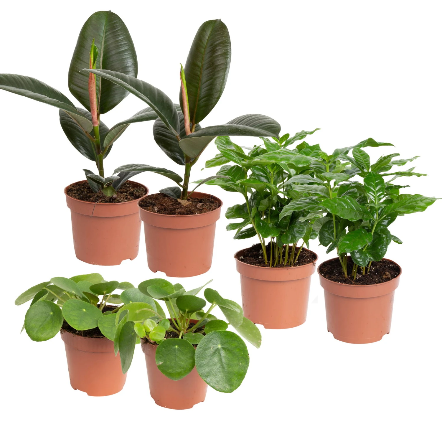 Grünpflanzen Trend-Mix, Aufrecht Wachsend , Topf 12 Cm Ø 3 Grünpflanzen Trend-Mix, Aufrecht Wachsend , Topf 12 Cm Ø