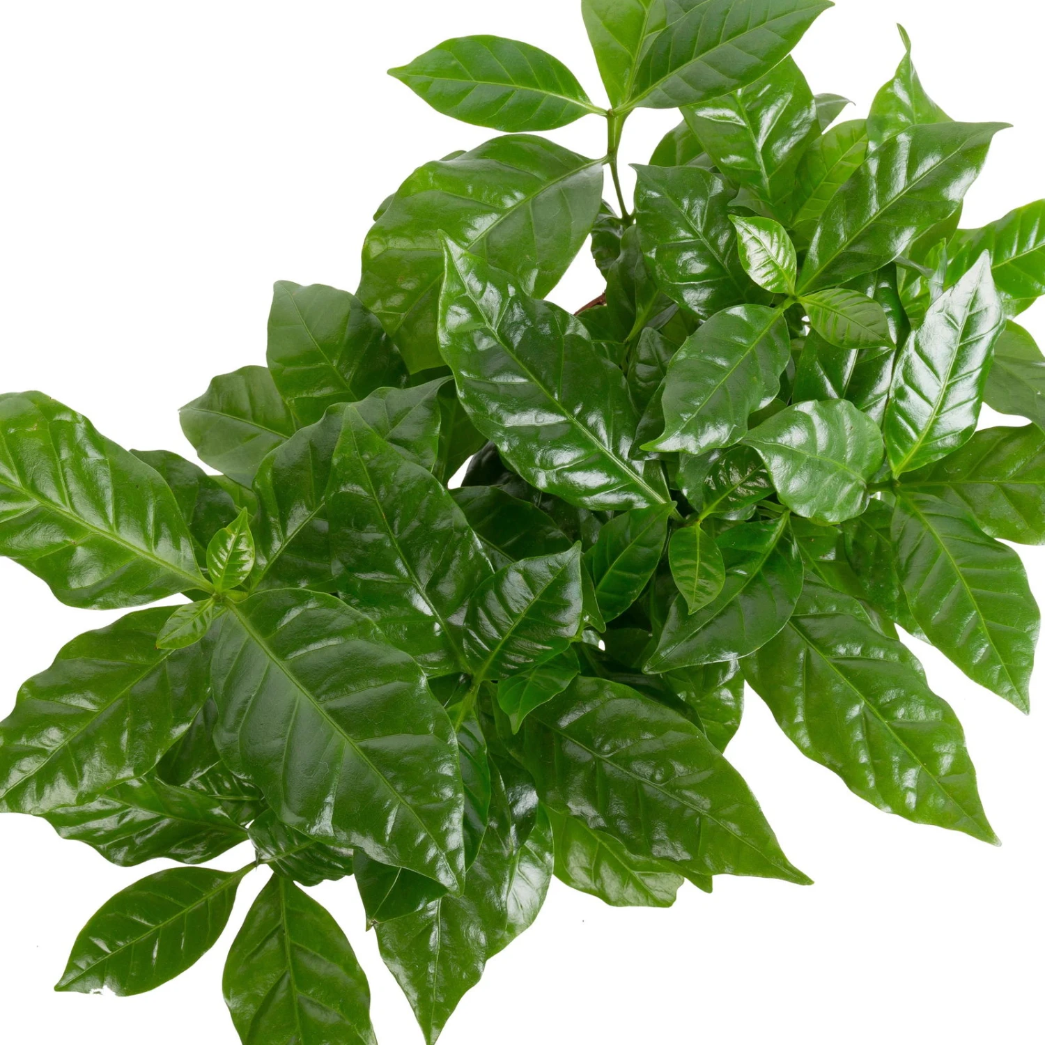 Grünpflanzen Trend-Mix, Aufrecht Wachsend , Topf 12 Cm Ø 6 Grünpflanzen Trend-Mix, Aufrecht Wachsend , Topf 12 Cm Ø – Bild 4