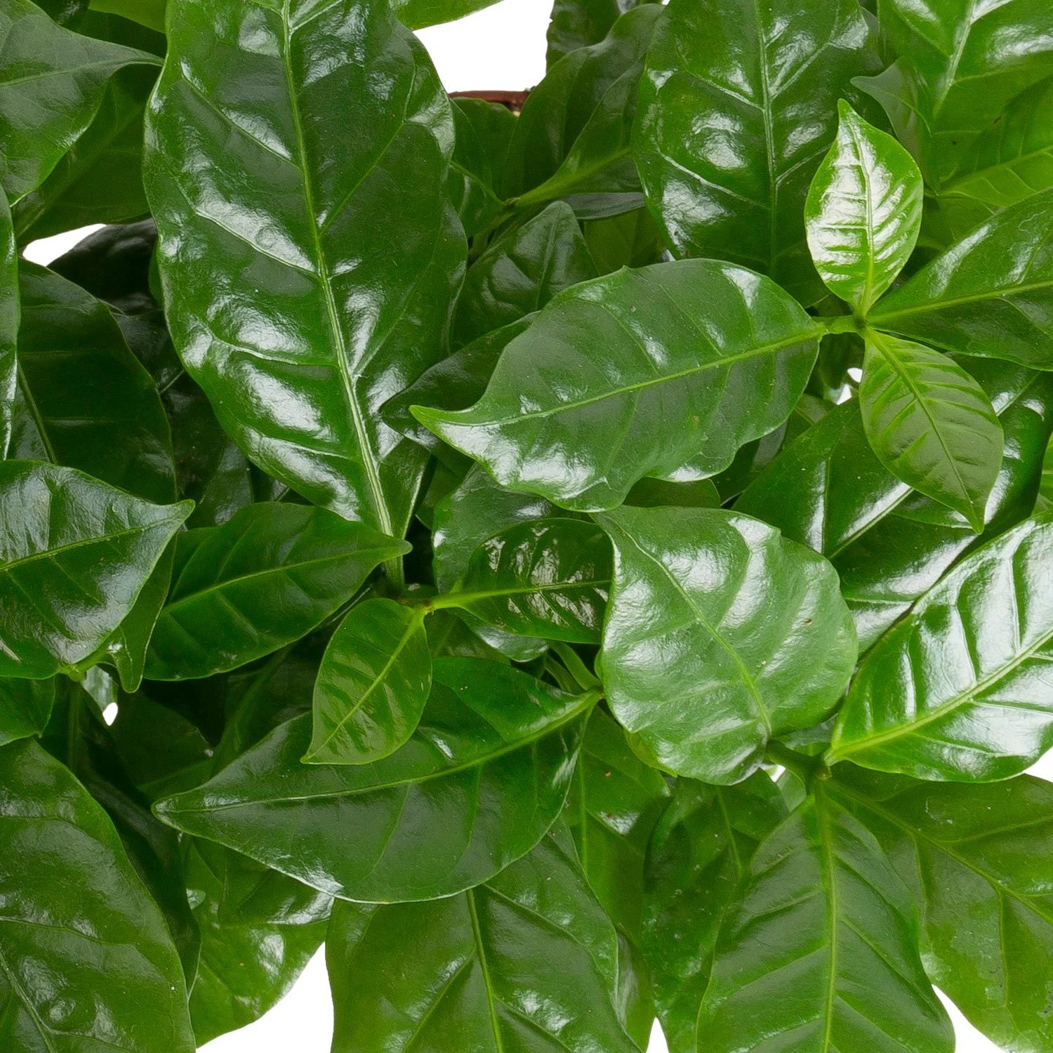 Grünpflanzen Trend-Mix, Aufrecht Wachsend , Topf 12 Cm Ø 7 Grünpflanzen Trend-Mix, Aufrecht Wachsend , Topf 12 Cm Ø – Bild 5