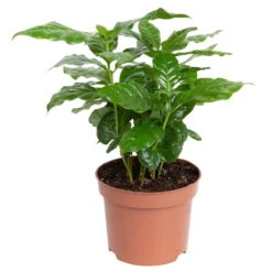 Grünpflanzen Trend-Mix, Aufrecht Wachsend , Topf 12 Cm Ø 18 Grünpflanzen Trend-Mix, Aufrecht Wachsend , Topf 12 Cm Ø -Madison Verkäufe 0220150064 1 1