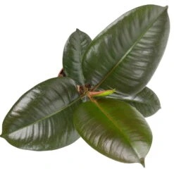 Grünpflanzen Trend-Mix, Aufrecht Wachsend , Topf 12 Cm Ø 27 Grünpflanzen Trend-Mix, Aufrecht Wachsend , Topf 12 Cm Ø -Madison Verkäufe 0220150064 3