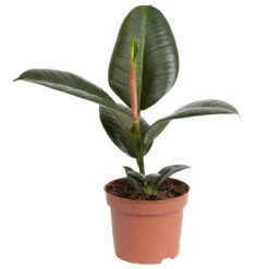 Grünpflanzen Trend-Mix, Aufrecht Wachsend , Topf 12 Cm Ø 26 Grünpflanzen Trend-Mix, Aufrecht Wachsend , Topf 12 Cm Ø -Madison Verkäufe 0220150064 4