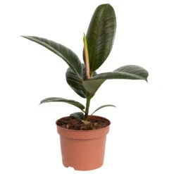 Grünpflanzen Trend-Mix, Aufrecht Wachsend , Topf 12 Cm Ø 25 Grünpflanzen Trend-Mix, Aufrecht Wachsend , Topf 12 Cm Ø -Madison Verkäufe 0220150064 5