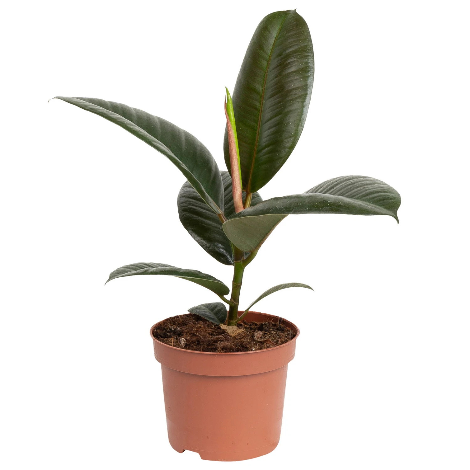 Grünpflanzen Trend-Mix, Aufrecht Wachsend , Topf 12 Cm Ø 12 Grünpflanzen Trend-Mix, Aufrecht Wachsend , Topf 12 Cm Ø – Bild 10