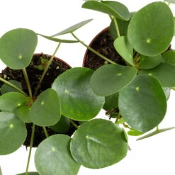 Grünpflanzen Trend-Mix, Aufrecht Wachsend , Topf 12 Cm Ø 24 Grünpflanzen Trend-Mix, Aufrecht Wachsend , Topf 12 Cm Ø -Madison Verkäufe 0220150064 6