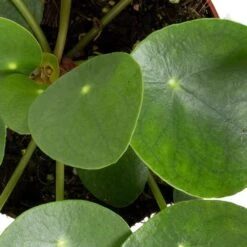 Grünpflanzen Trend-Mix, Aufrecht Wachsend , Topf 12 Cm Ø 23 Grünpflanzen Trend-Mix, Aufrecht Wachsend , Topf 12 Cm Ø -Madison Verkäufe 0220150064 6 1