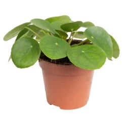 Grünpflanzen Trend-Mix, Aufrecht Wachsend , Topf 12 Cm Ø 21 Grünpflanzen Trend-Mix, Aufrecht Wachsend , Topf 12 Cm Ø -Madison Verkäufe 0220150064 7