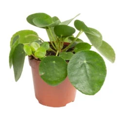 Grünpflanzen Trend-Mix, Aufrecht Wachsend , Topf 12 Cm Ø 22 Grünpflanzen Trend-Mix, Aufrecht Wachsend , Topf 12 Cm Ø -Madison Verkäufe 0220150064 8