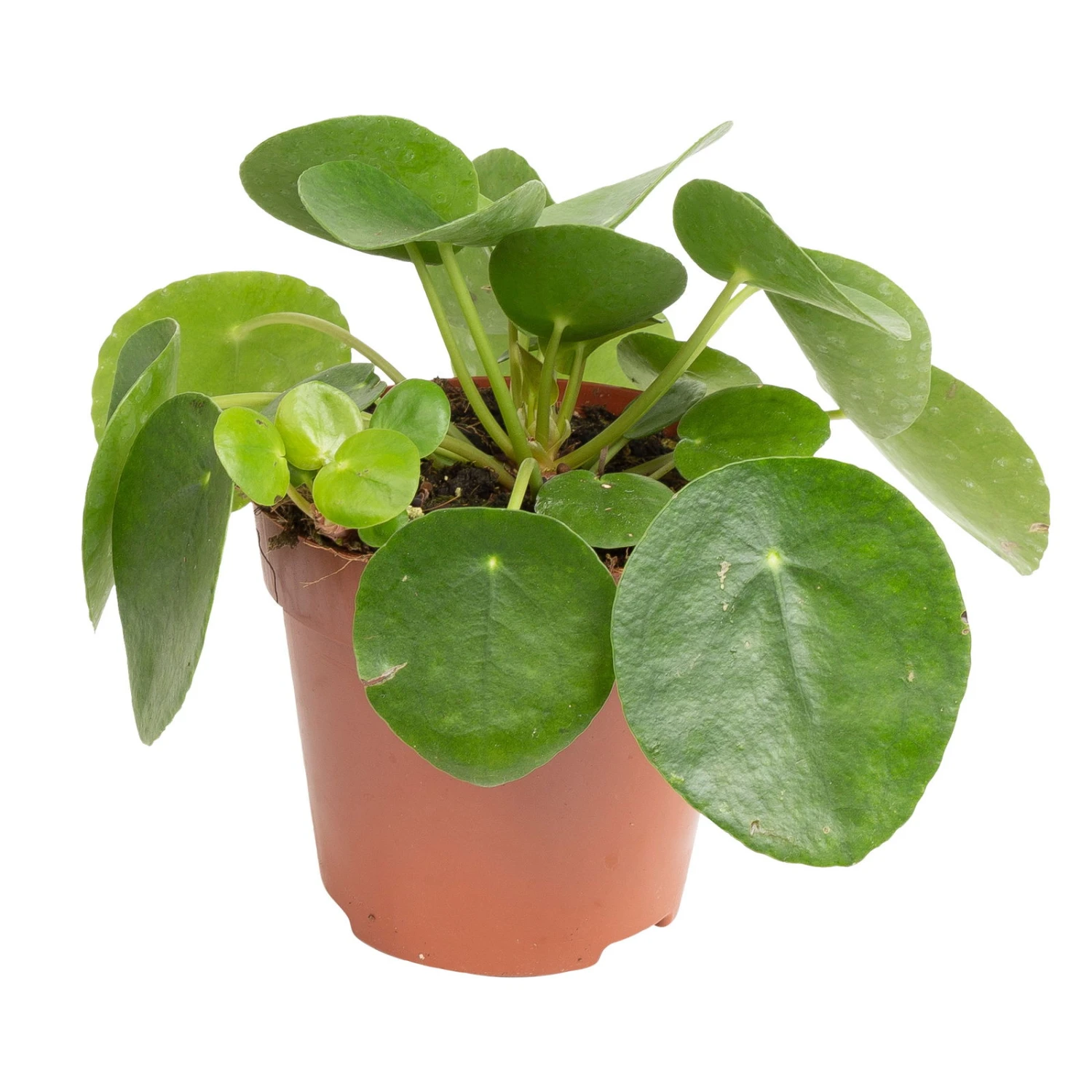 Grünpflanzen Trend-Mix, Aufrecht Wachsend , Topf 12 Cm Ø 9 Grünpflanzen Trend-Mix, Aufrecht Wachsend , Topf 12 Cm Ø – Bild 7