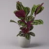 Calathea 'Medallion', Topf-Ø 19 Cm, Höhe Ca. 85 Cm -Madison Verkäufe 0220160008 Calathea Medaillon 19cm 1 109547