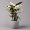 Calathea Majestica 'Whitestar', Topf-Ø 19 Cm, Höhe Ca. 60-80 Cm -Madison Verkäufe 0220160078 Calathea majestica Whitestar 1