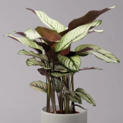 Calathea Majestica 'Whitestar', Topf-Ø 19 Cm, Höhe Ca. 60-80 Cm 9 Calathea Majestica 'Whitestar', Topf-Ø 19 Cm, Höhe Ca. 60-80 Cm -Madison Verkäufe 0220160078 Calathea majestica Whitestar 2