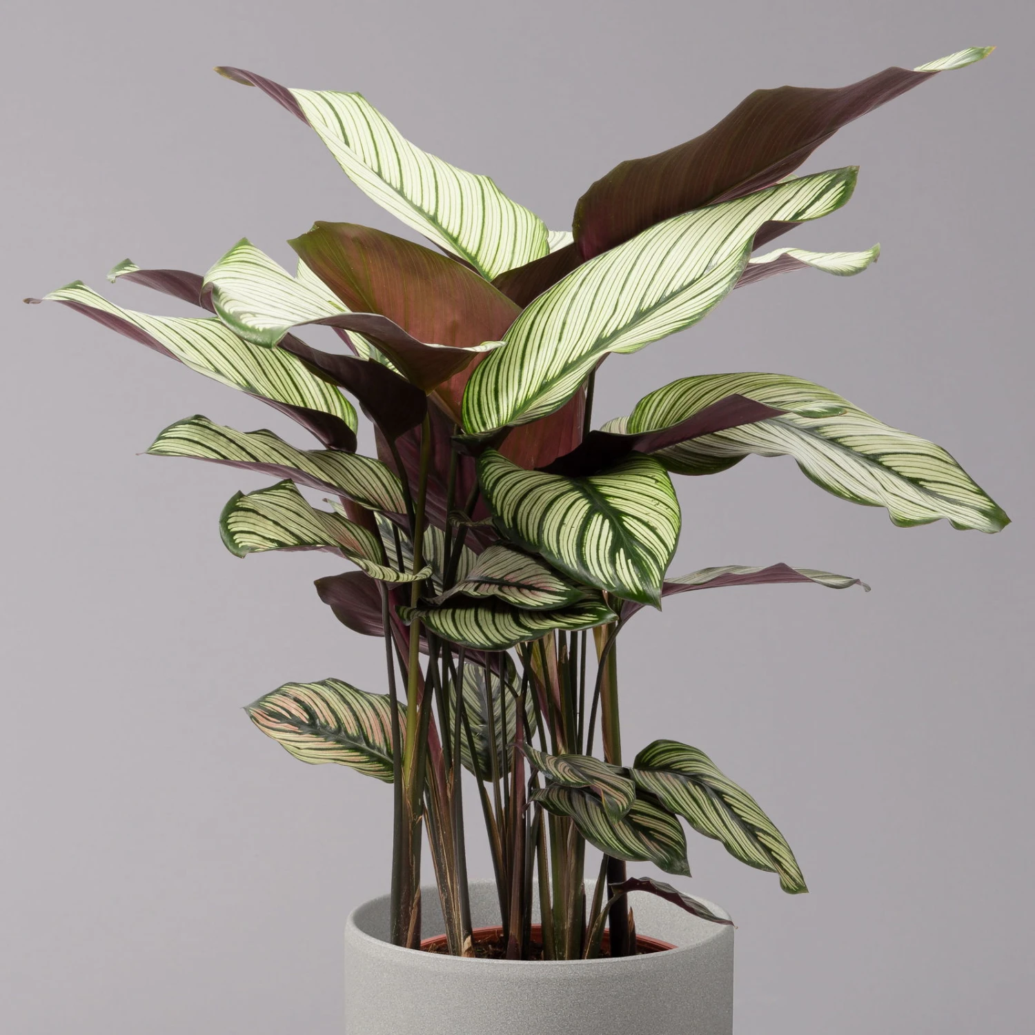 Calathea Majestica 'Whitestar', Topf-Ø 19 Cm, Höhe Ca. 60-80 Cm 4 Calathea Majestica 'Whitestar', Topf-Ø 19 Cm, Höhe Ca. 60-80 Cm – Bild 2