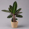 Calathea Warscewiczii Mit Dekokorb Osaka, Topf-Ø 19 Cm. Höhe Ca. 70 Cm -Madison Verkäufe 0220160141 Calathea warsc mit Dekokorb Osaka 1