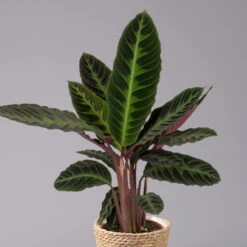 Calathea Warscewiczii Mit Dekokorb Osaka, Topf-Ø 19 Cm. Höhe Ca. 70 Cm 9 Calathea Warscewiczii Mit Dekokorb Osaka, Topf-Ø 19 Cm. Höhe Ca. 70 Cm -Madison Verkäufe 0220160141 Calathea warsc mit Dekokorb Osaka 2