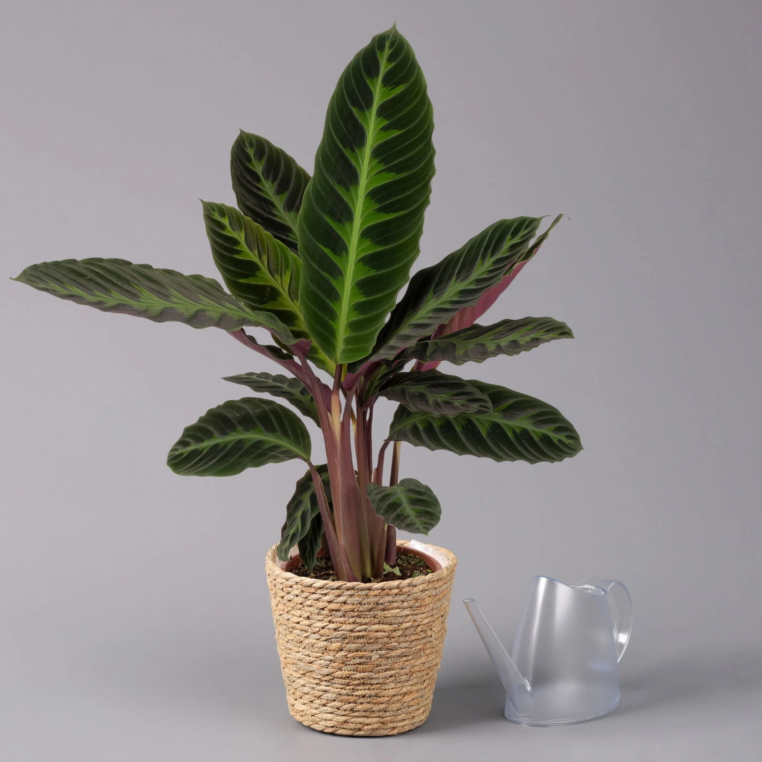 Calathea Warscewiczii Mit Dekokorb Osaka, Topf-Ø 19 Cm. Höhe Ca. 70 Cm 5 Calathea Warscewiczii Mit Dekokorb Osaka, Topf-Ø 19 Cm. Höhe Ca. 70 Cm – Bild 3