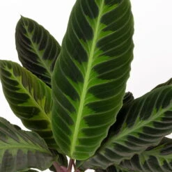 Calathea Warscewiczii Mit Dekokorb Osaka, Topf-Ø 19 Cm. Höhe Ca. 70 Cm 11 Calathea Warscewiczii Mit Dekokorb Osaka, Topf-Ø 19 Cm. Höhe Ca. 70 Cm -Madison Verkäufe 0220160141 Calathea warsc mit Dekokorb Osaka 4