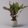 Calathea Makoyana, Topf-Ø 17 Cm, Höhe Ca. 45 Cm 2 Calathea Makoyana, Topf-Ø 17 Cm, Höhe Ca. 45 Cm -Madison Verkäufe 0220160146 Calathea Makoyana 17cm 1
