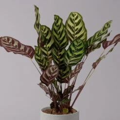 Calathea Makoyana, Topf-Ø 17 Cm, Höhe Ca. 45 Cm -Madison Verkäufe 0220160146 Calathea Makoyana 17cm 2