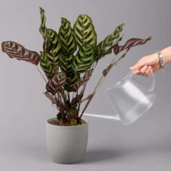 Calathea Makoyana, Topf-Ø 17 Cm, Höhe Ca. 45 Cm -Madison Verkäufe 0220160146 Calathea Makoyana 17cm 3