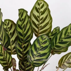 Calathea Makoyana, Topf-Ø 17 Cm, Höhe Ca. 45 Cm -Madison Verkäufe 0220160146 Calathea Makoyana 17cm 4