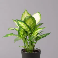 Dieffenbachie 'Camilla' In Keramiktopf Dallas Anthrazit, Topf-Ø 12 Cm, 3er-Set -Madison Verkäufe 0220170076 Dieffenbachia Camilla Dallas anthrazit 2