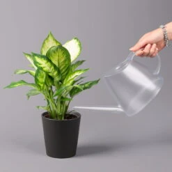 Dieffenbachie 'Camilla' In Keramiktopf Dallas Anthrazit, Topf-Ø 12 Cm, 3er-Set -Madison Verkäufe 0220170076 Dieffenbachia Camilla Dallas anthrazit 3