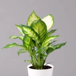 Dieffenbachie 'Camilla' Mit Keramiktopf Dallas Weiß, Topf-Ø12cm, 2er-Set -Madison Verkäufe 0220170077 Dieffenbachia Camilla Dallas weiss 2