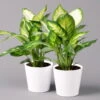 Dieffenbachie 'Camilla' Mit Keramiktopf Dallas Weiß, Topf-Ø12cm, 2er-Set 1 Dieffenbachie 'Camilla' Mit Keramiktopf Dallas Weiß, Topf-Ø12cm, 2er-Set -Madison Verkäufe 0220170077 Dieffenbachia Camilla Dallas weiss 2er Set2