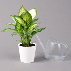 Dieffenbachie 'Camilla' Mit Keramiktopf Dallas Weiß, Topf-Ø12cm, 2er-Set -Madison Verkäufe 0220170077 Dieffenbachia Camilla Dallas weiss 3