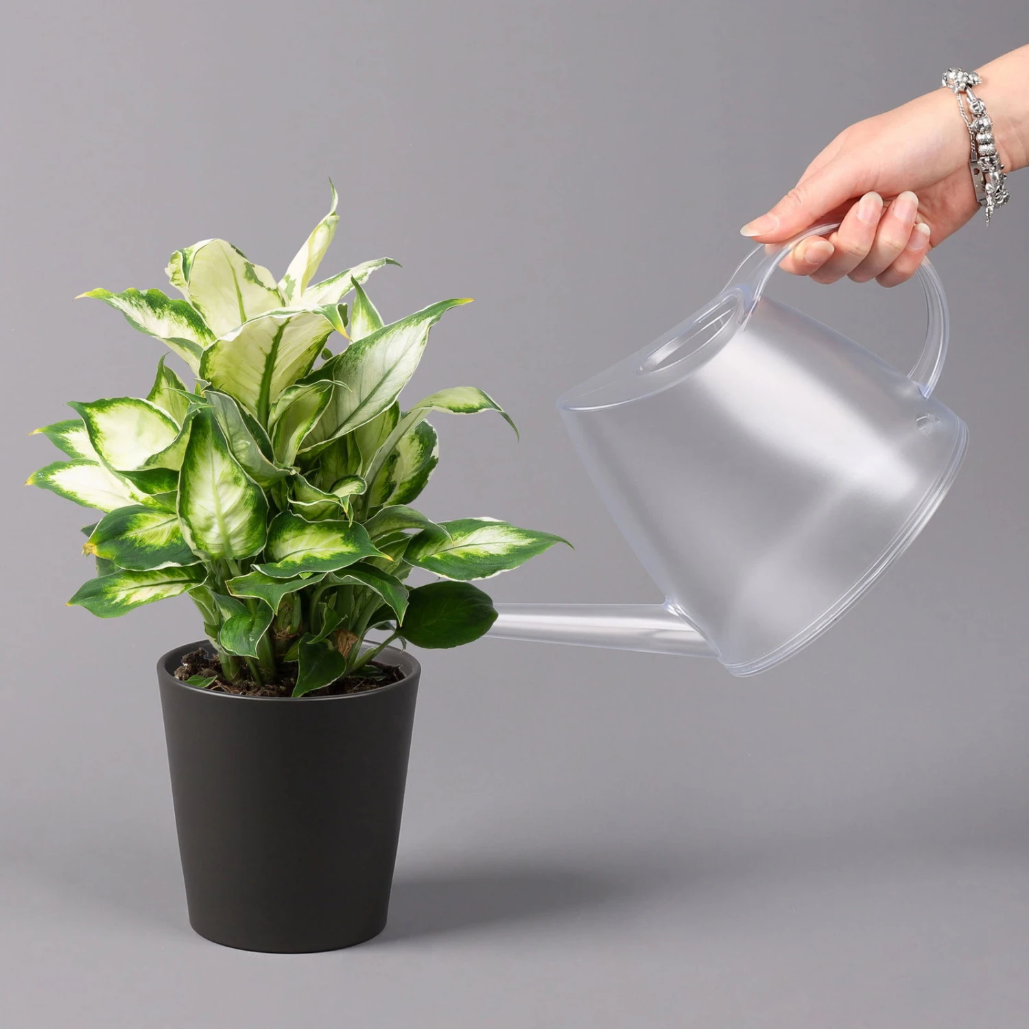 Dieffenbachie 'Cool Beauty' Mit Keramiktopf Dallas Anthrazit, Topf-Ø12cm 5 Dieffenbachie 'Cool Beauty' Mit Keramiktopf Dallas Anthrazit, Topf-Ø12cm – Bild 3