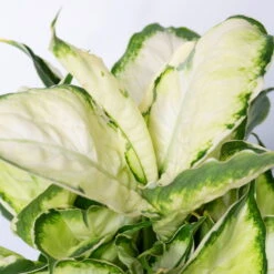 Dieffenbachie 'Cool Beauty' Mit Keramiktopf Dallas Anthrazit, Topf-Ø12cm 12 Dieffenbachie 'Cool Beauty' Mit Keramiktopf Dallas Anthrazit, Topf-Ø12cm -Madison Verkäufe 0220170091 Dieffenbachia Cool Beauty Dallas anthrazit 42