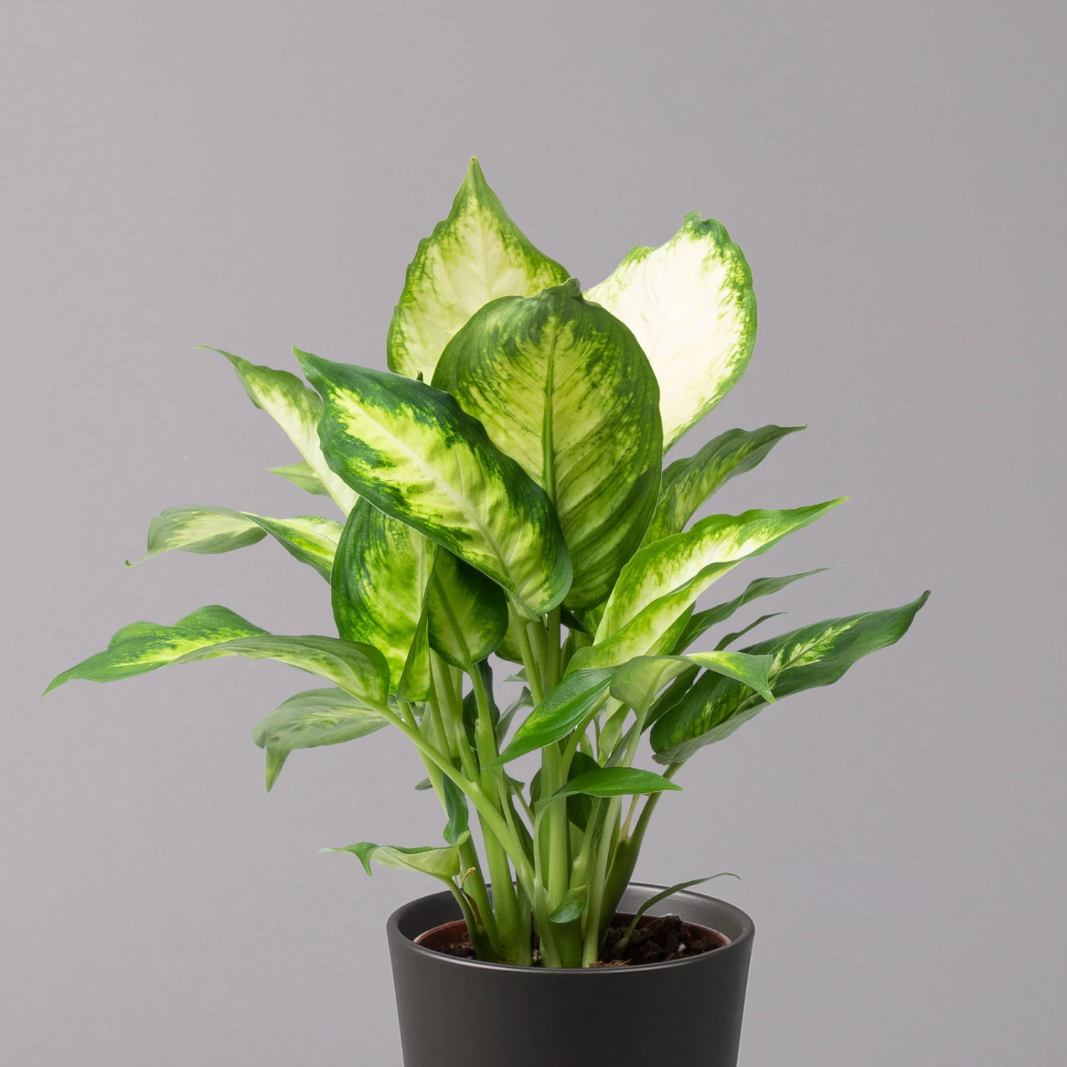 Dieffenbachie 'Camilla' Mit Keramiktopf Dallas Anthrazit,Topf-Ø12cm,Höhe Ca.25cm 4 Dieffenbachie 'Camilla' Mit Keramiktopf Dallas Anthrazit,Topf-Ø12cm,Höhe Ca.25cm – Bild 2