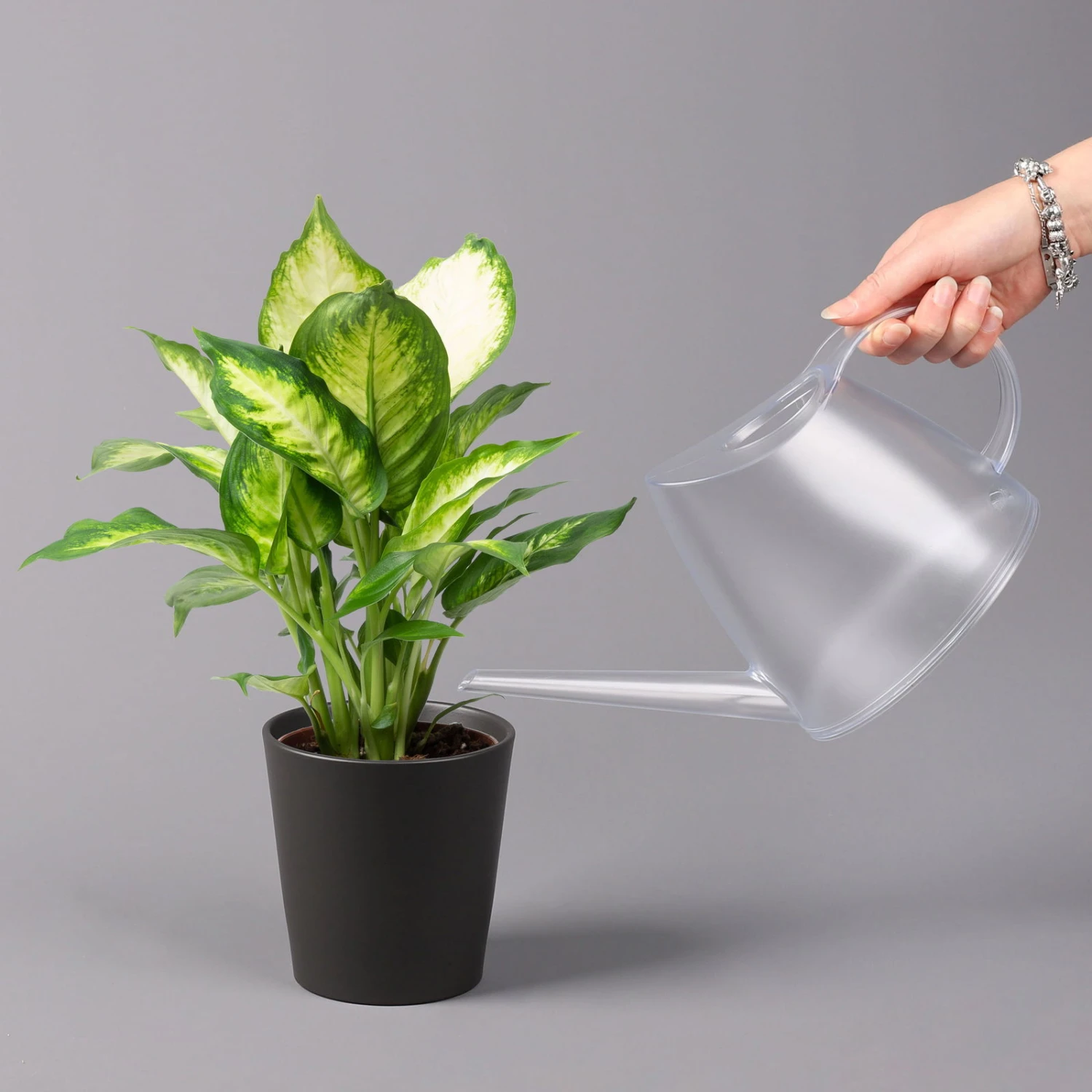 Dieffenbachie 'Camilla' Mit Keramiktopf Dallas Anthrazit,Topf-Ø12cm,Höhe Ca.25cm 5 Dieffenbachie 'Camilla' Mit Keramiktopf Dallas Anthrazit,Topf-Ø12cm,Höhe Ca.25cm – Bild 3