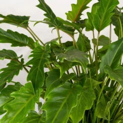 Philodendron Xanadu Im Korb Gaby Natur, Topf-Ø 21 Cm, Höhe Ca. 30-50 Cm -Madison Verkäufe 0220180137 Philoderndron Xanandu im Dekokorb Gaby T21 WS 2